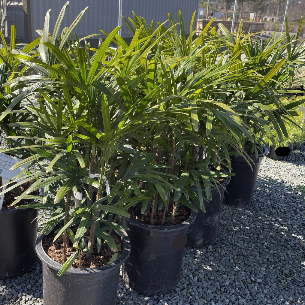 棕竹 Lady Palm