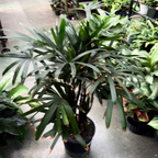 棕竹 Lady Palm