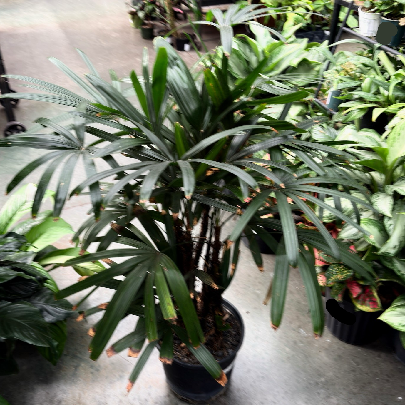 棕竹 Lady Palm