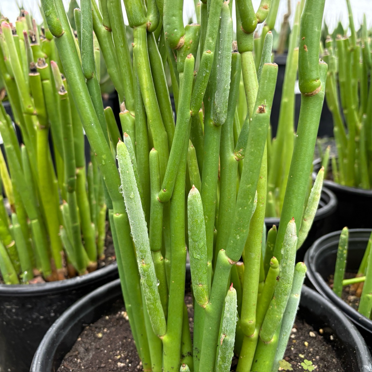 红雀珊瑚  Lady's Slipper Euphorbia