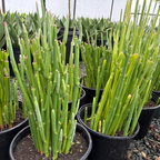 红雀珊瑚  Lady's Slipper Euphorbia