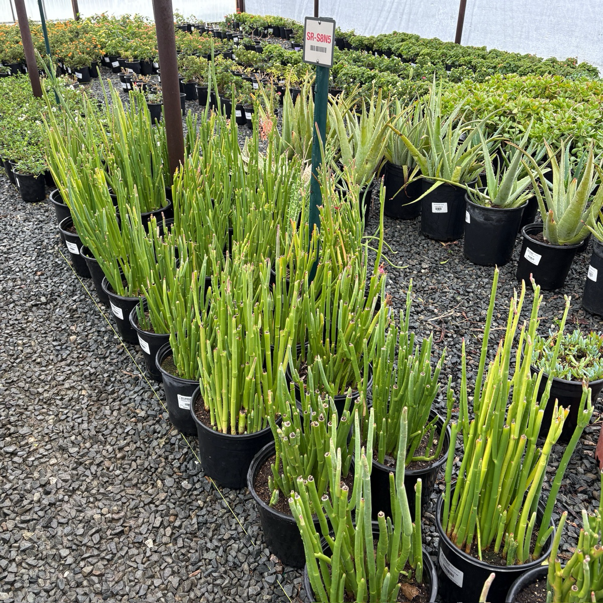 红雀珊瑚  Lady's Slipper Euphorbia