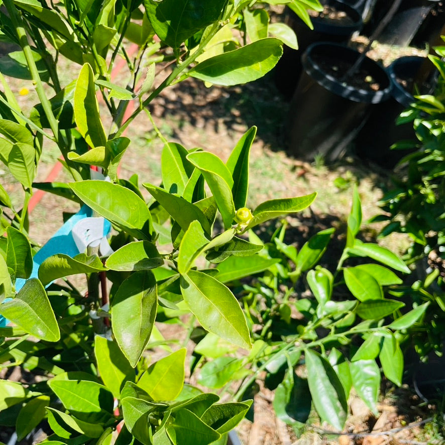 伦晚脐橙 Lane Late Navel Orange