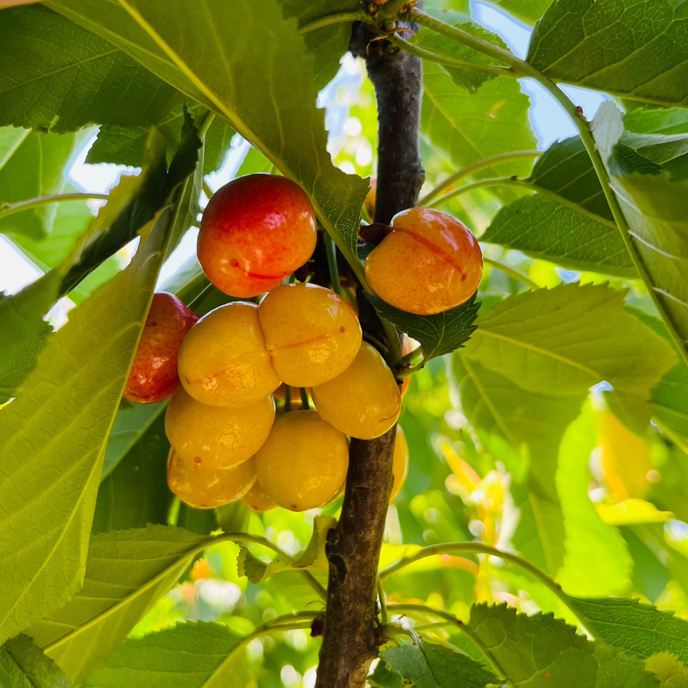 拉宾斯甜樱桃 Lapins Sweet Cherry
