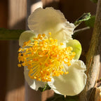 大叶茶树 Large Leaf Tea