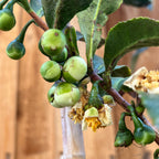 大叶茶树 Large Leaf Tea