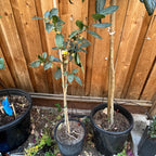 大叶茶树 Large Leaf Tea