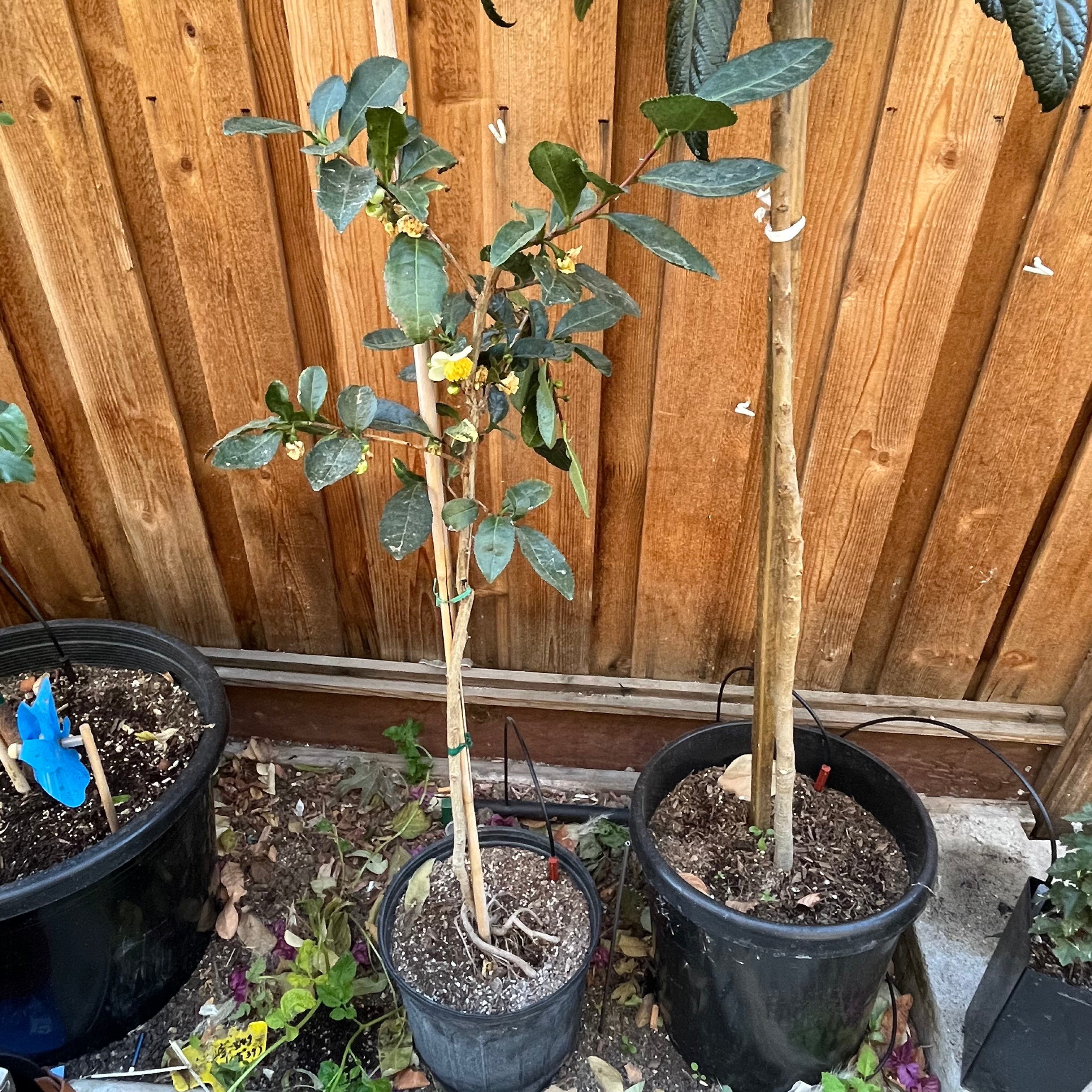 大叶茶树 Large Leaf Tea