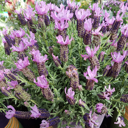 Lavender-Spain