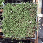 露子花-薰衣草 Lavender Ice Plant