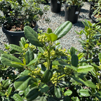鼠李 Leatherleaf Coffeeberry