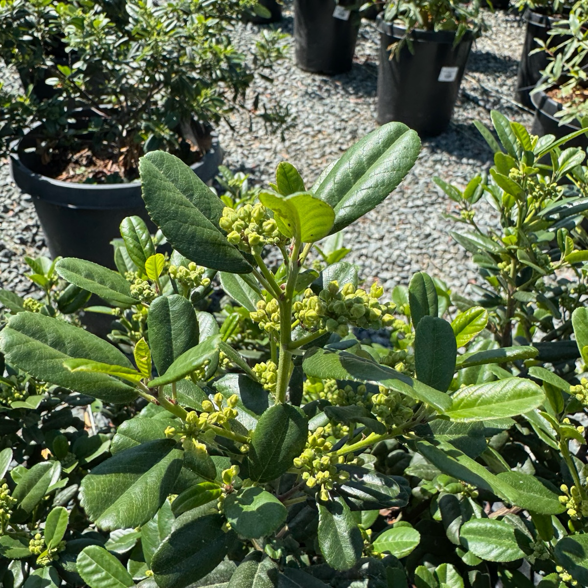 鼠李 Leatherleaf Coffeeberry