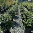鼠李 Leatherleaf Coffeeberry