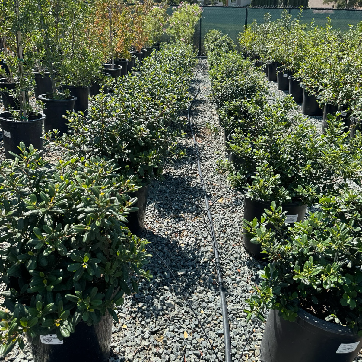 鼠李 Leatherleaf Coffeeberry