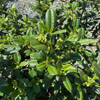 鼠李 Leatherleaf Coffeeberry