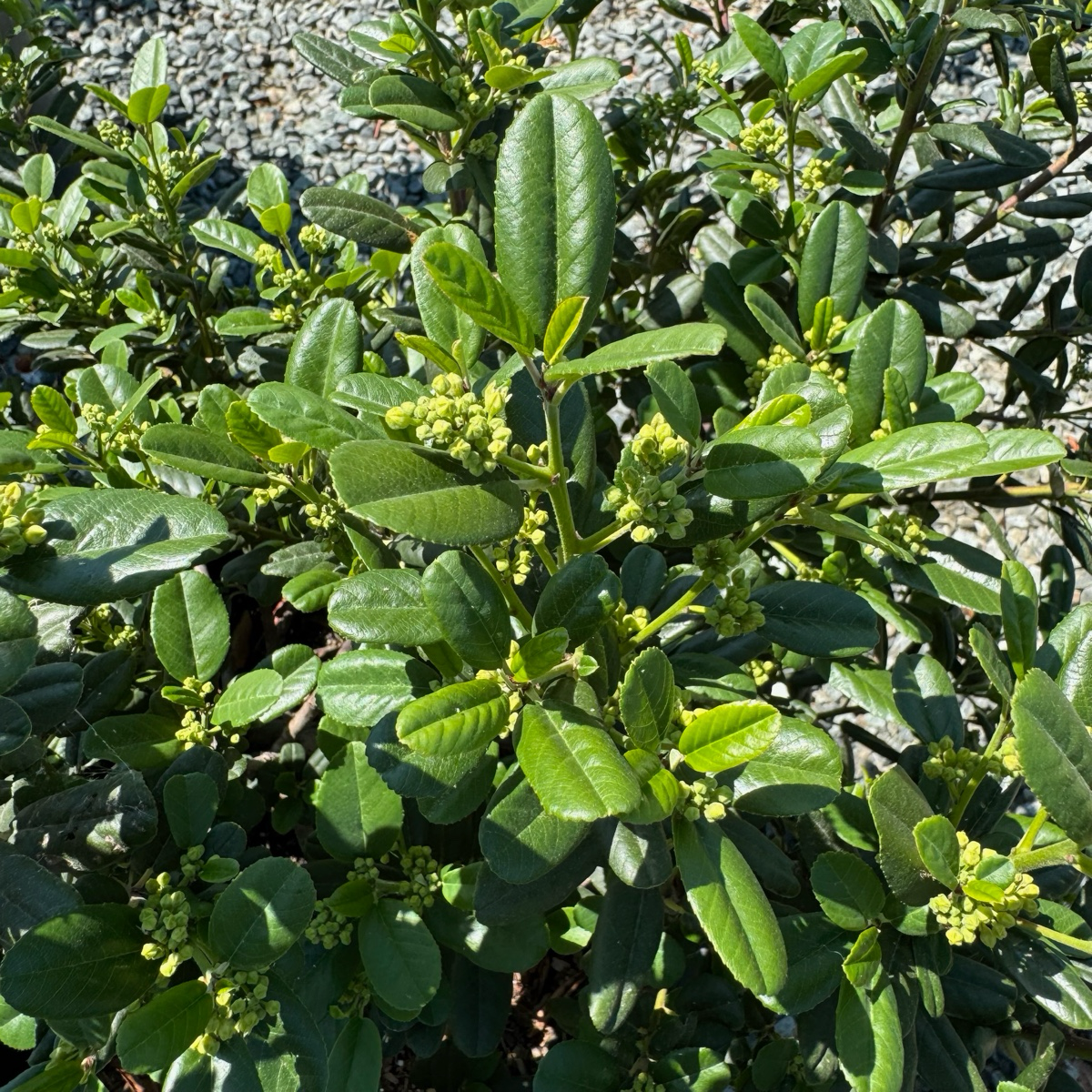 鼠李 Leatherleaf Coffeeberry
