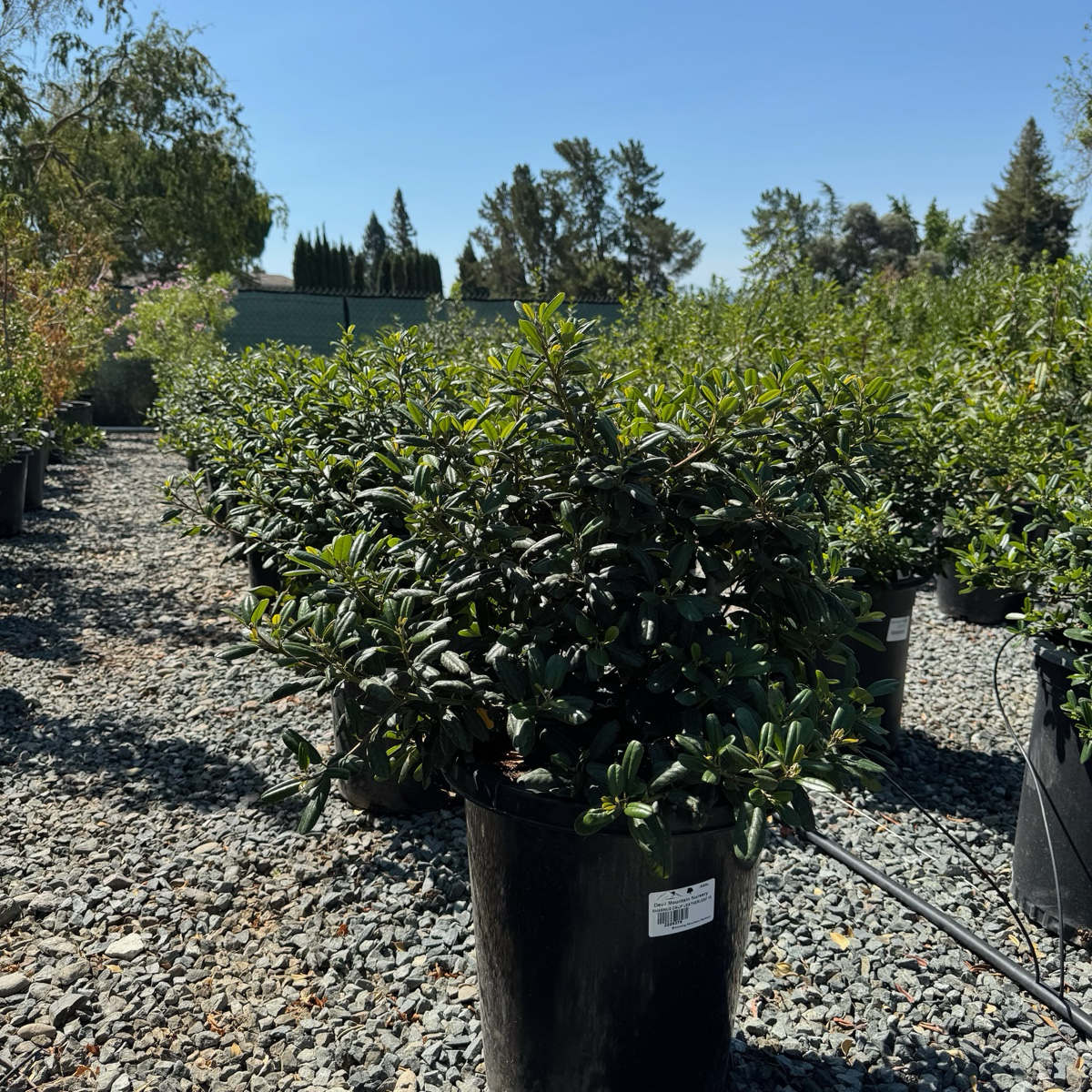 鼠李 Leatherleaf Coffeeberry