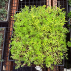 松叶佛甲草 Lemon Ball Stonecrop