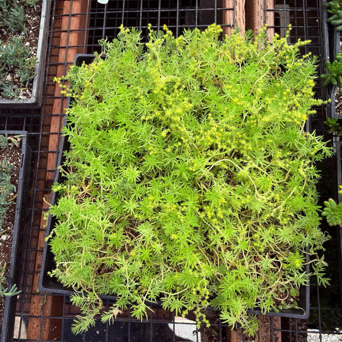 松叶佛甲草 Lemon Ball Stonecrop