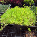 松叶佛甲草 Lemon Ball Stonecrop