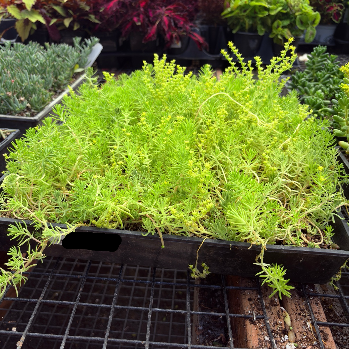 松叶佛甲草 Lemon Ball Stonecrop