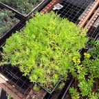 松叶佛甲草 Lemon Ball Stonecrop