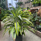 龙血树 Lemon Lime Corn Plant