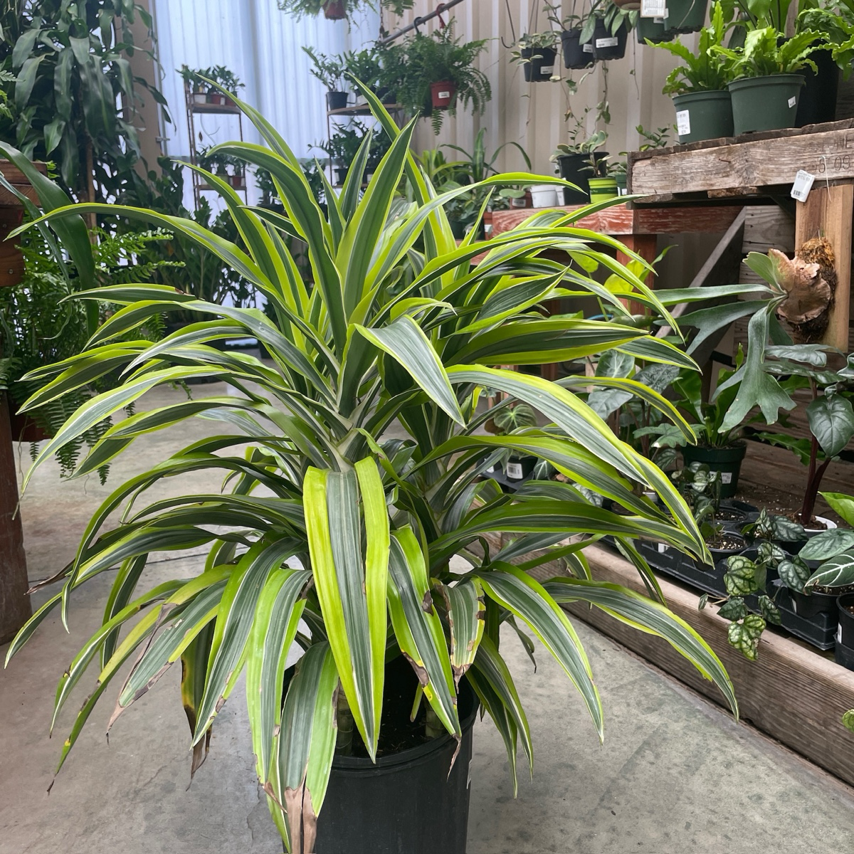 龙血树 Lemon Lime Corn Plant