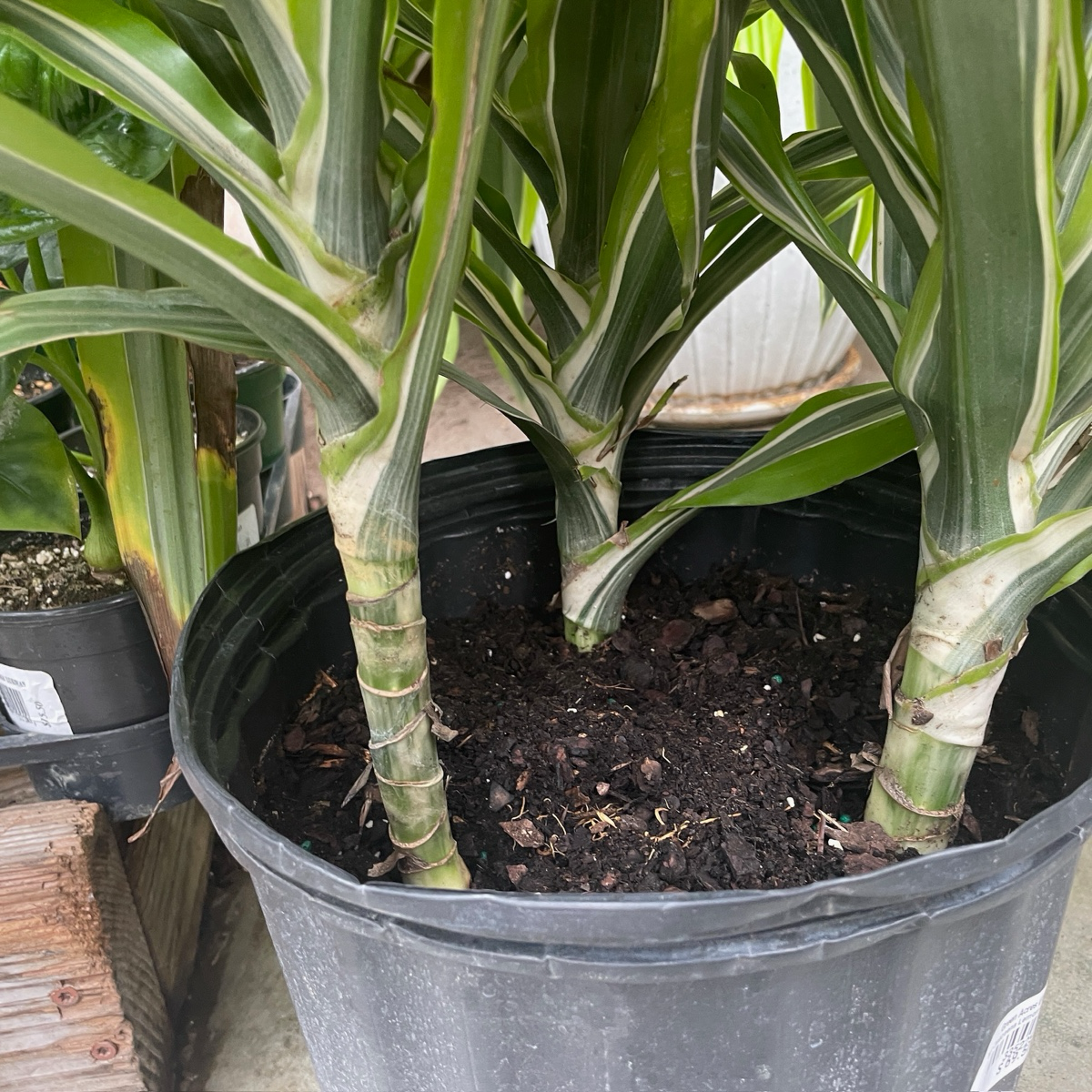 龙血树 Lemon Lime Corn Plant