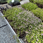 百里香 Lime Thymus