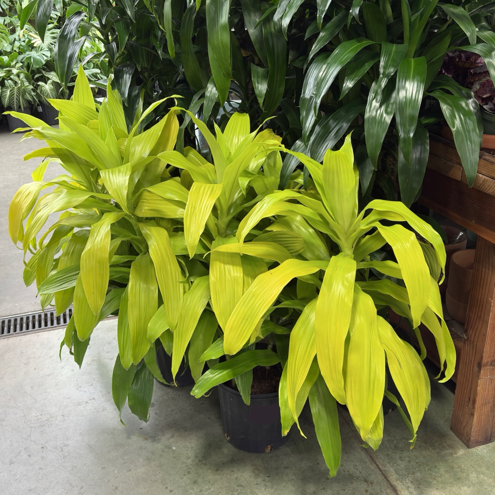 龙血树 Limelight  Corn Plant