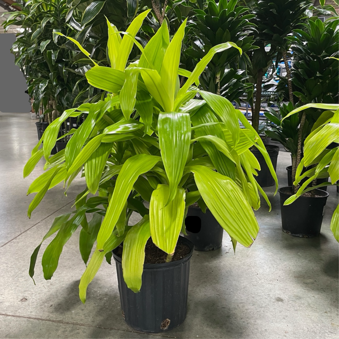 龙血树 Limelight  Corn Plant
