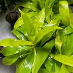 龙血树 Limelight  Corn Plant