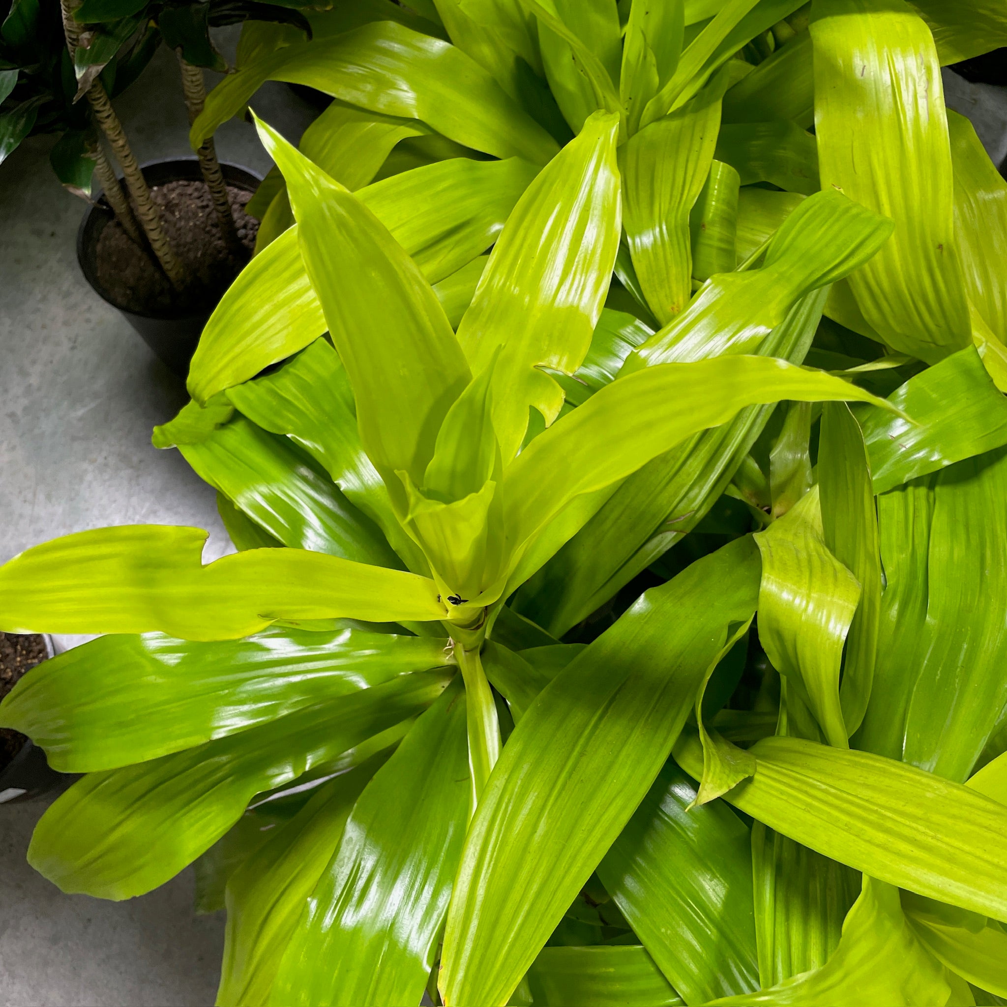 龙血树 Limelight  Corn Plant