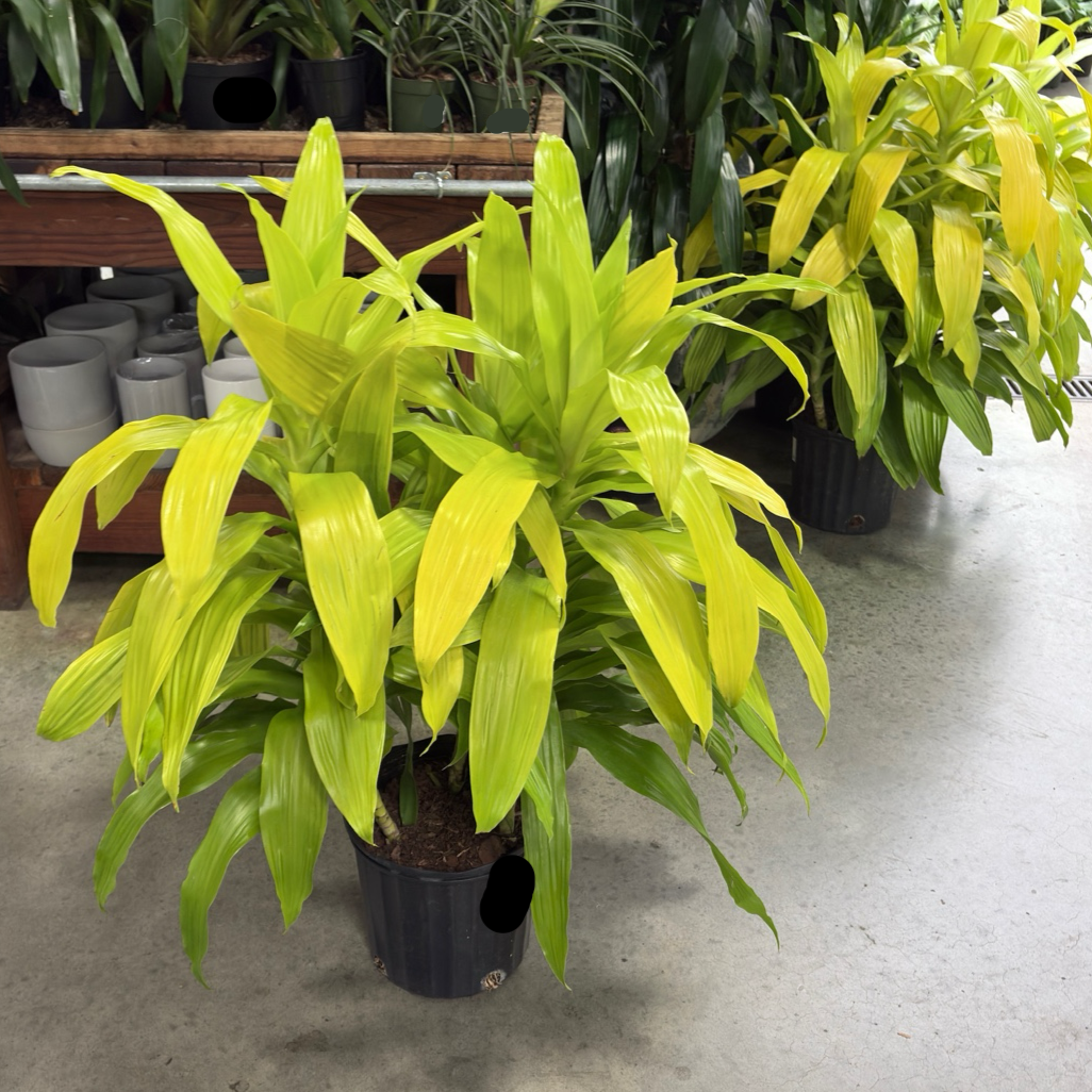 龙血树 Limelight  Corn Plant