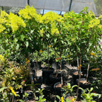 圆锥绣球 Limelight Panicle Hydrangea