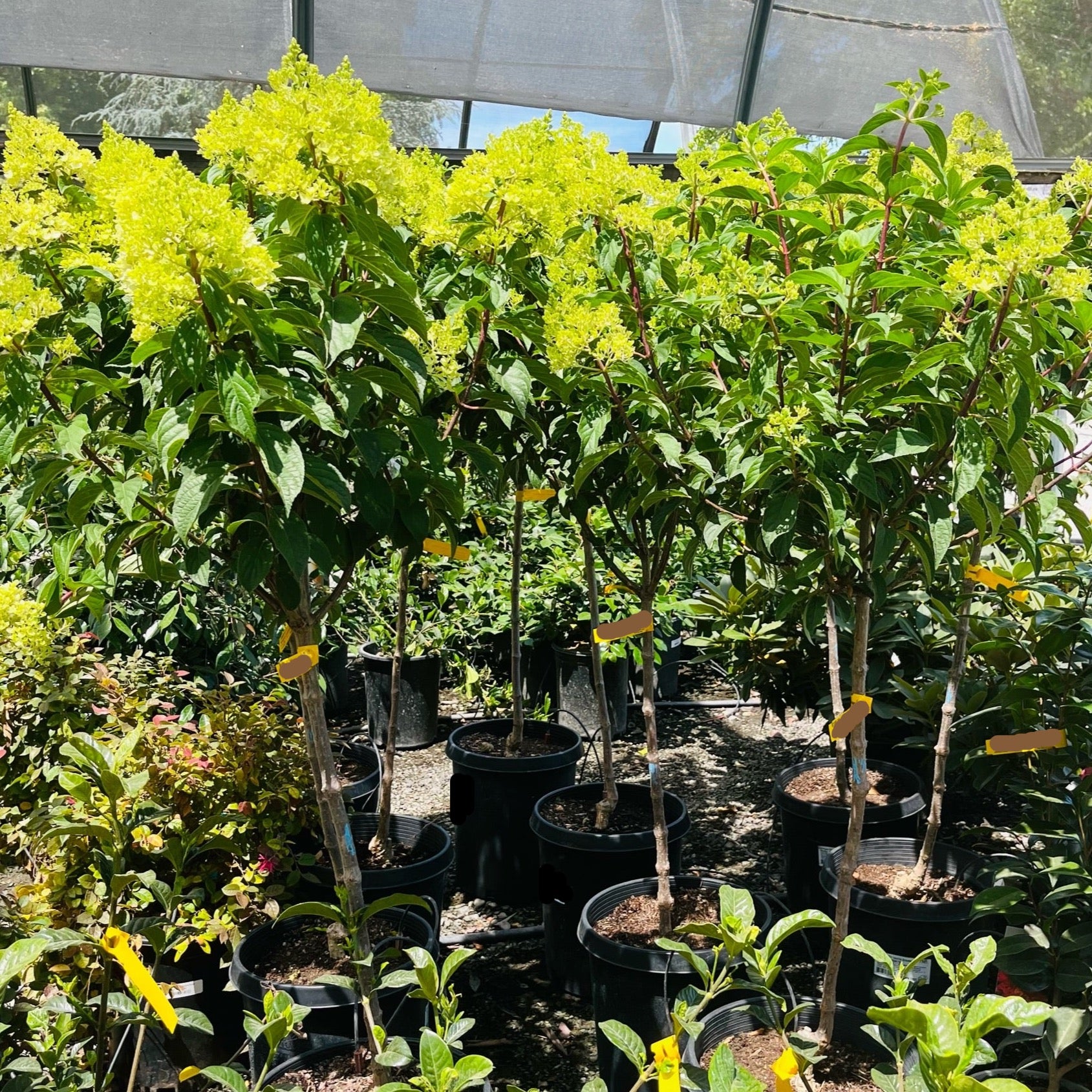 圆锥绣球 Limelight Panicle Hydrangea