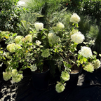 圆锥绣球 Limelight Panicle Hydrangea