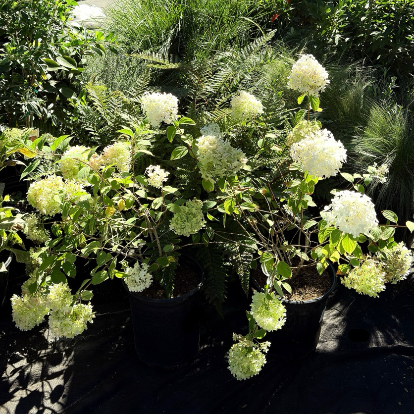 圆锥绣球 Limelight Panicle Hydrangea