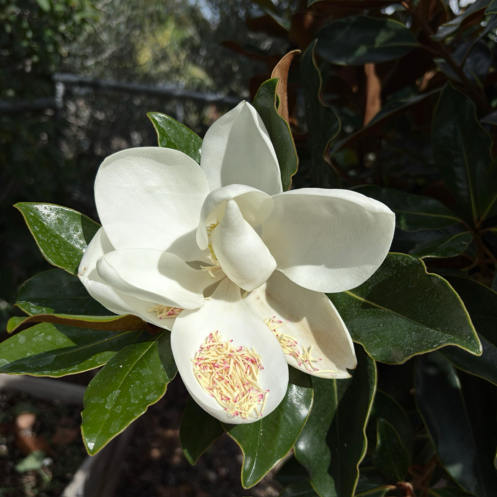 荷花玉兰-小宝石 Little Gem Southern magnolia