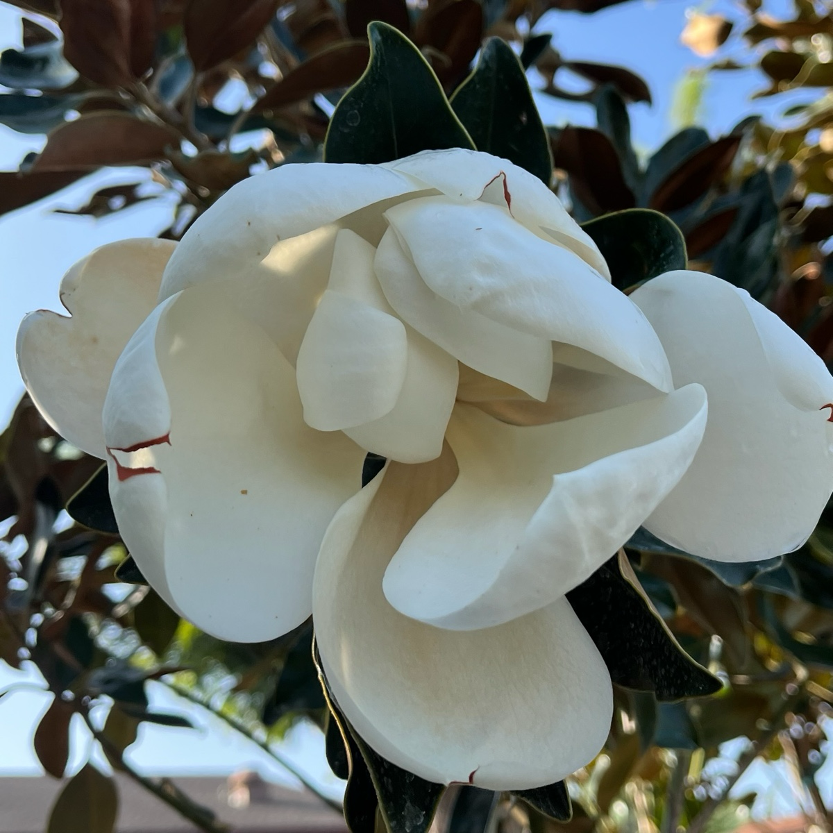 荷花玉兰-小宝石 Little Gem Southern magnolia