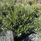 橄榄 Little Ollie Olive