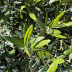 橄榄 Little Ollie Olive