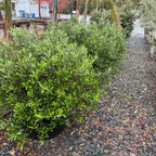 橄榄 Little Ollie Olive