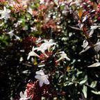 六道木 Little Richard Glossy Abelia