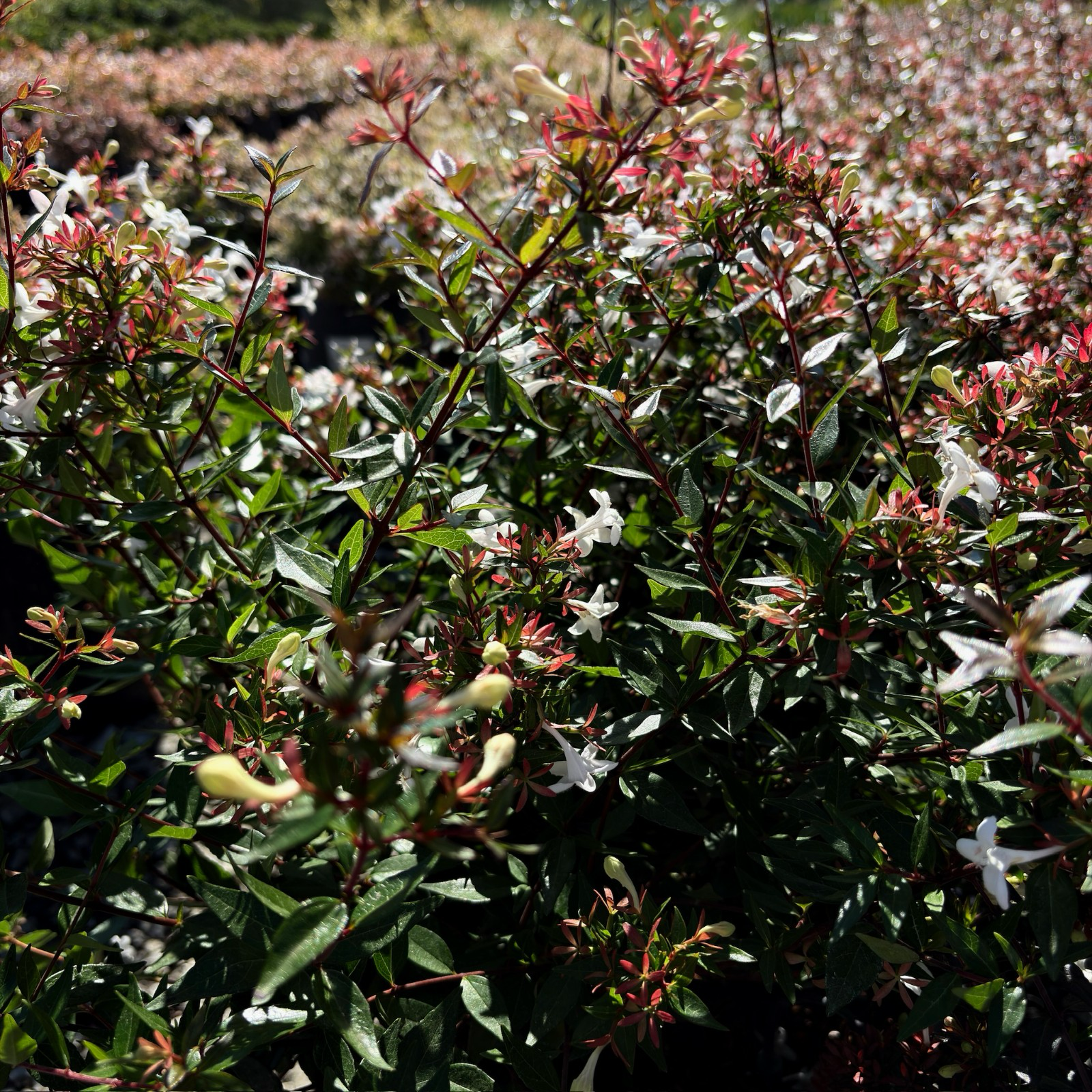 六道木 Little Richard Glossy Abelia
