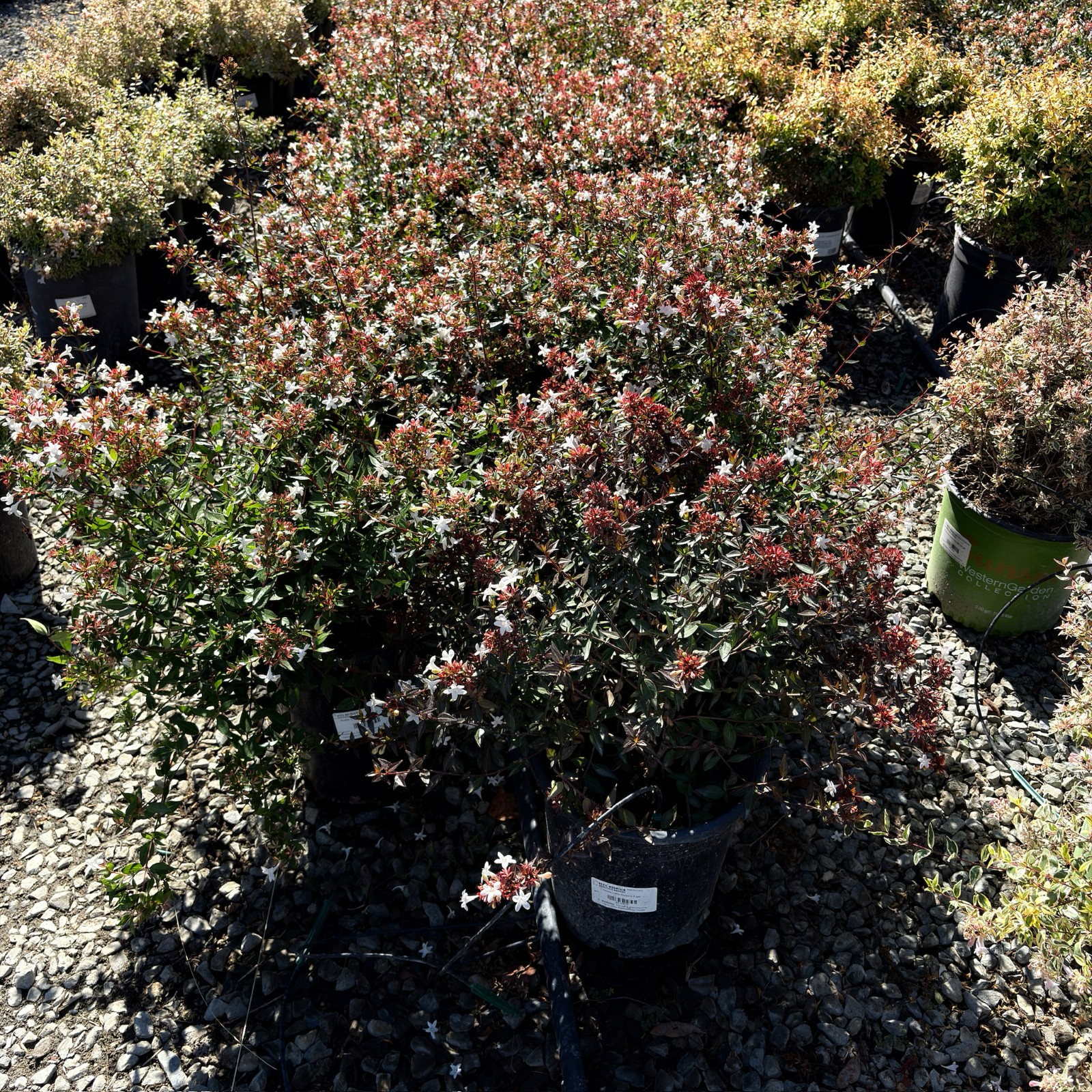 六道木 Little Richard Glossy Abelia