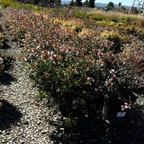 六道木 Little Richard Glossy Abelia