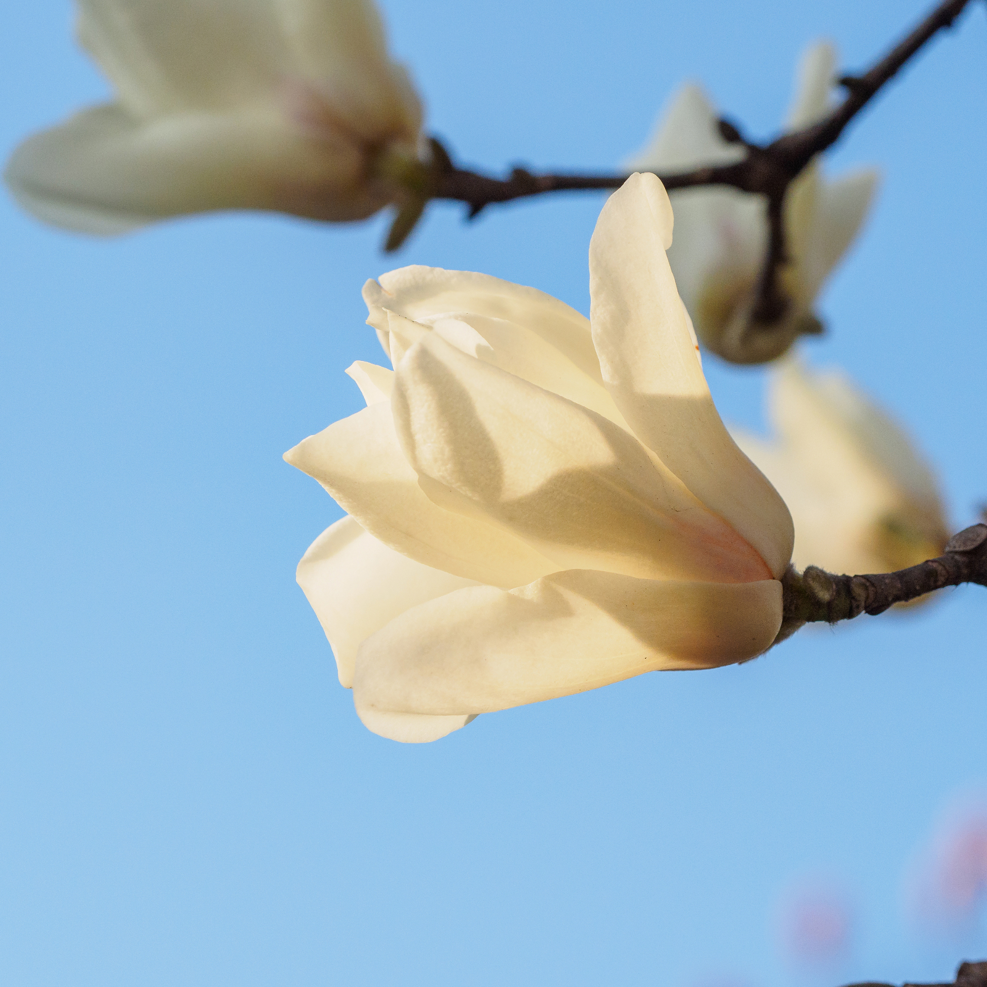 Yulan Magnolia