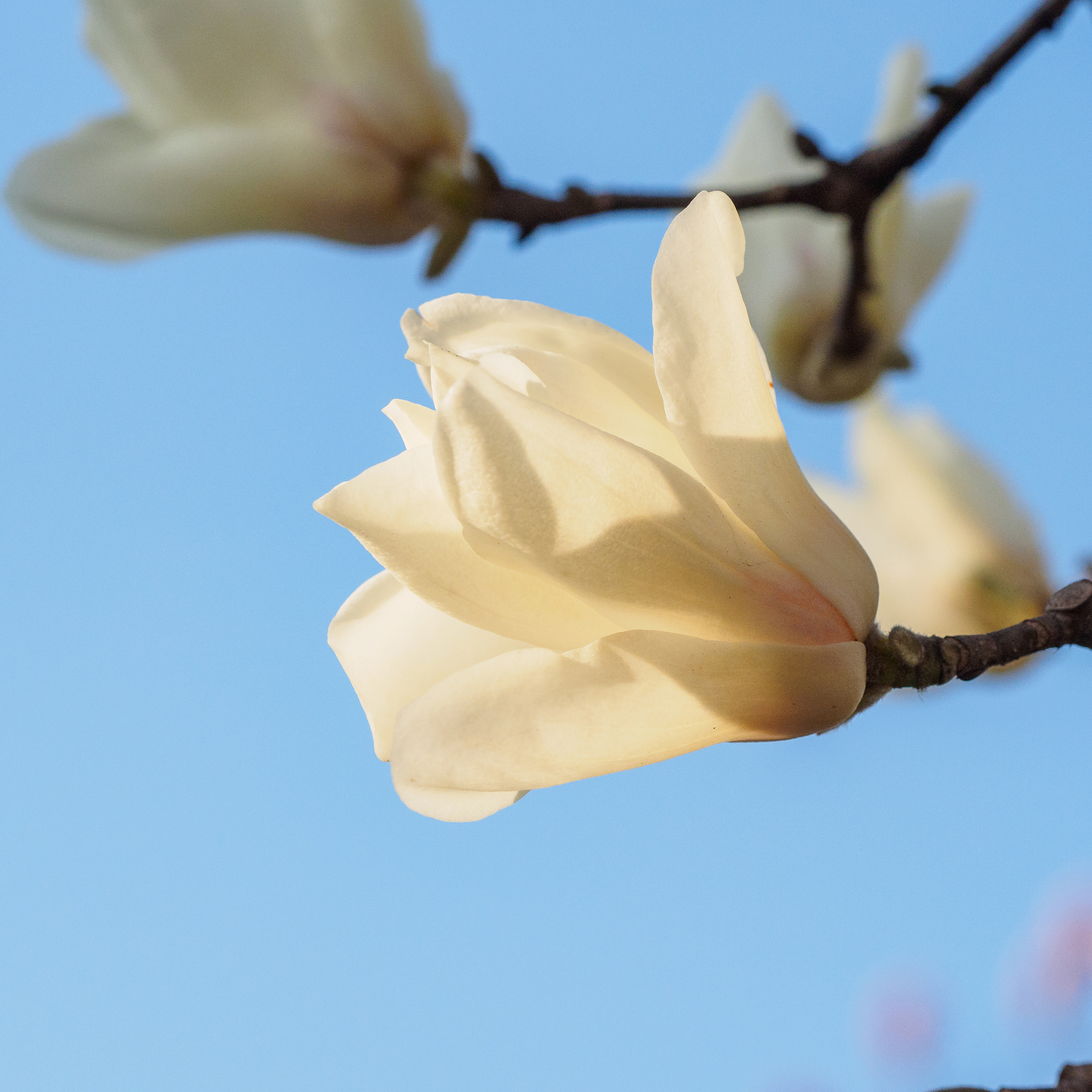 Yulan Magnolia